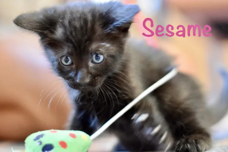 Sesame thumbnail 3