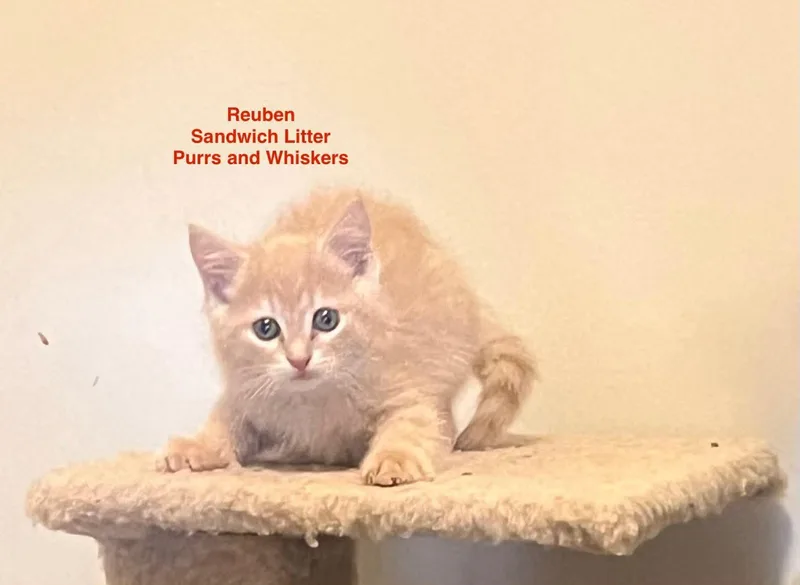 A baby medium-sized male Orange / Red Domestic Short Hair cat named Reuben for adoption in New Hartford, NY