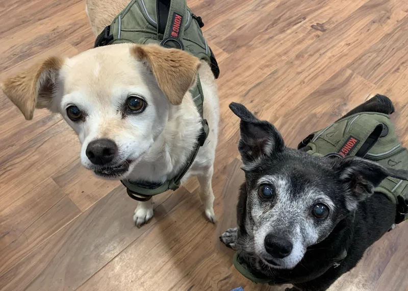 Sadie And Penny
