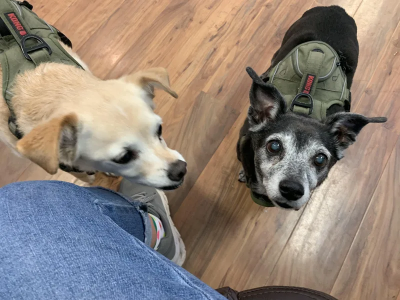 Sadie And Penny thumbnail 3
