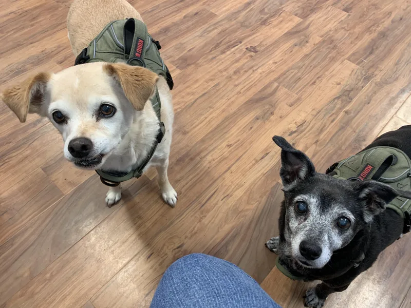 Sadie And Penny thumbnail 5