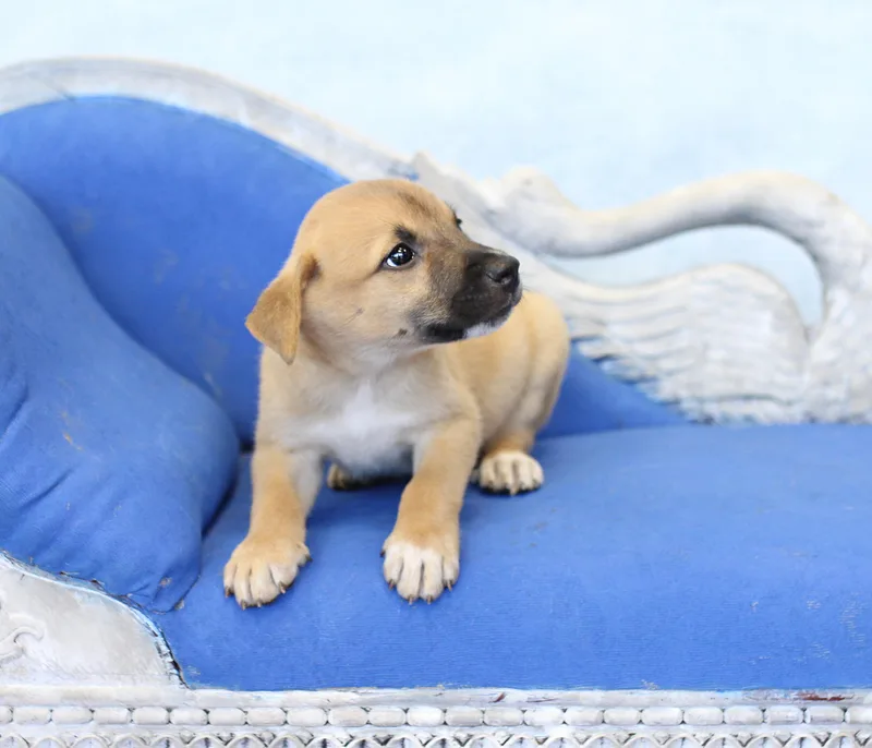 A baby large-sized male Golden German Shepherd Dog dog named Sterling for adoption in Simsbury, CT