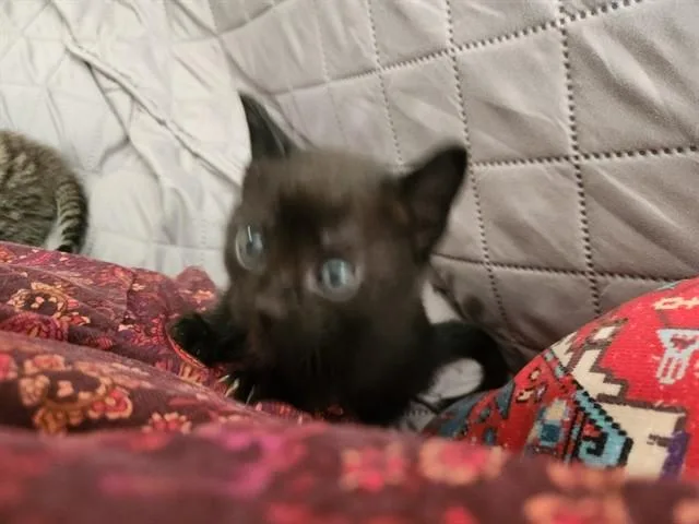 A baby small-sized male Domestic Short Hair cat named Gizmo for adoption in Louisville, KY