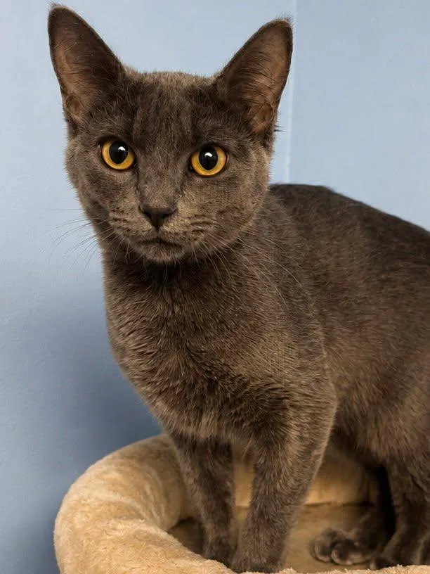 A baby medium-sized male Gray / Blue / Silver Domestic Short Hair cat named Beepurrs for adoption in Sioux Falls, SD