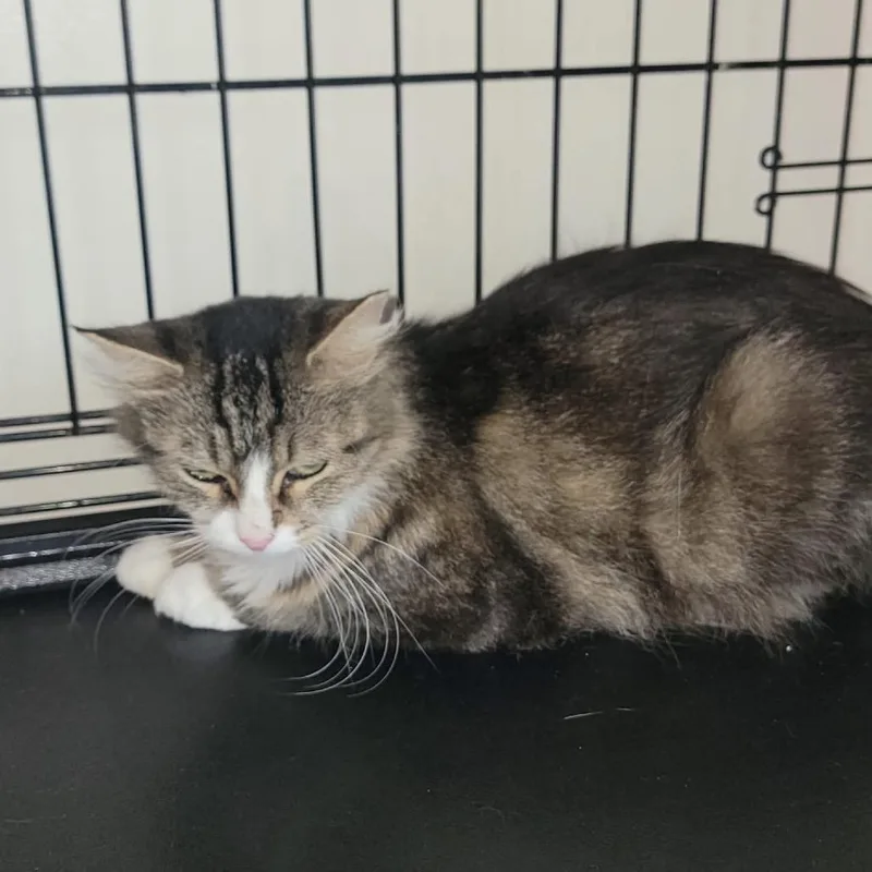 A young small-sized female Brown / Chocolate Domestic Long Hair cat named Ascadi for adoption in Long Island City, NY