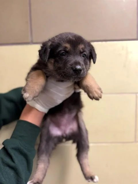 A baby small-sized female German Shepherd Dog dog named Bushy for adoption in Riverside, CA