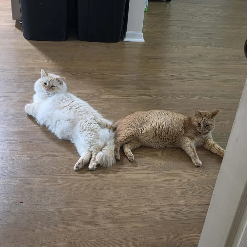 An adult medium-sized male Domestic Long Hair cat named Prince for adoption in China Township, MI
