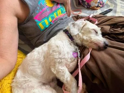 A young small-sized male White / Cream Maltese dog named Remy LA for adoption in Baltimore, MD