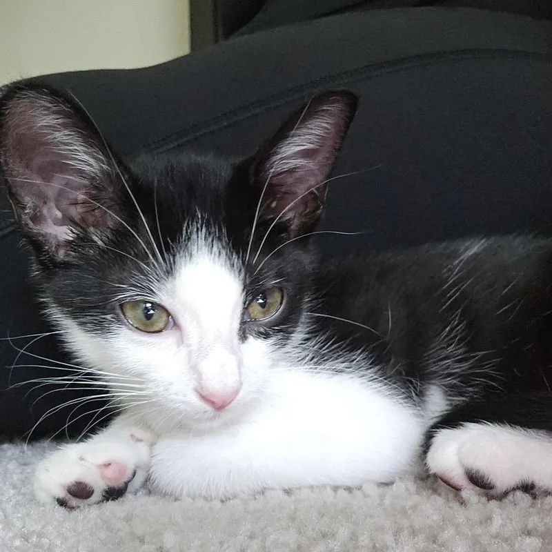 A baby small-sized female Black Domestic Short Hair cat named Willow for adoption in Gainesville, FL