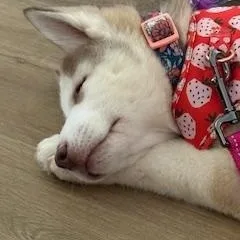 A baby medium-sized female Apricot / Beige Siberian Husky dog named Belle for adoption in Jasper, GA