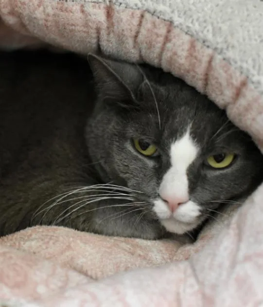 An adult medium-sized male Tabby (Gray / Blue / Silver) Domestic Short Hair cat named Andy for adoption in Marietta, GA