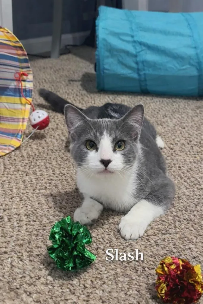 A baby small-sized male Gray & White Domestic Short Hair cat named Slash for adoption in Turnersville, NJ