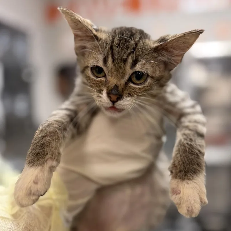 A baby small-sized male Brown / Chocolate Domestic Short Hair cat named Sardine for adoption in Houston, TX