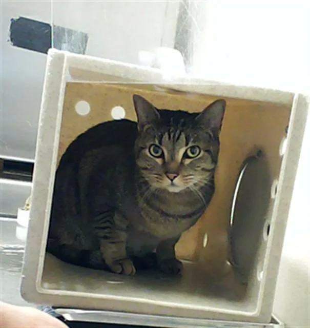 A young medium-sized male Domestic Short Hair cat named Niko for adoption in Fayetteville, NC