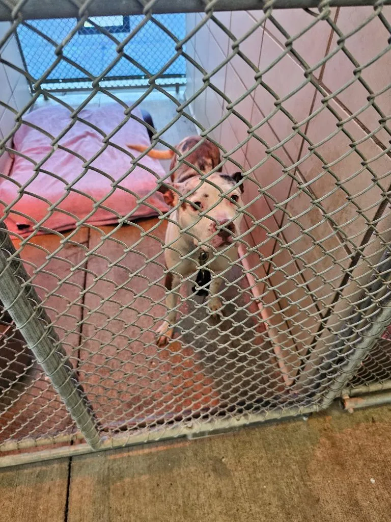 A young large-sized female Mixed Breed dog named Sally for adoption in Bossier City, LA