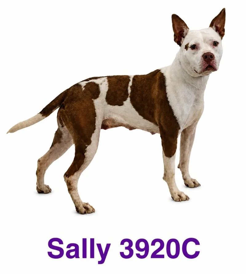 Sally thumbnail 5