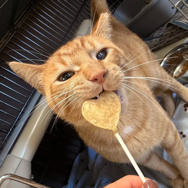 An adult medium-sized male Orange / Red Domestic Short Hair cat named Frisco for adoption in Chippewa Falls, WI