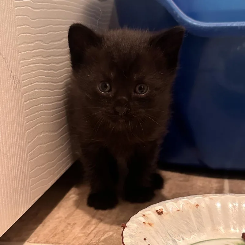 A baby small-sized female Black Domestic Short Hair cat named Crazy for adoption in Rocky Mount, VA