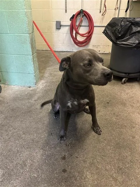 A young large-sized male Pit Bull Terrier dog named A for adoption in Sacramento, CA