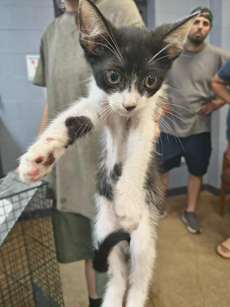 A baby large-sized male Domestic Short Hair cat named Jeffree Star for adoption in Brownwood, TX