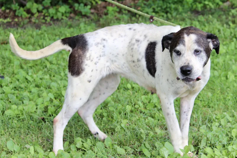 Princess thumbnail 4