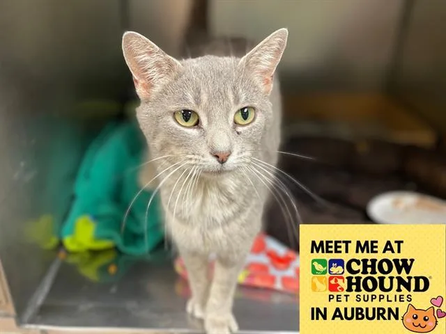 A young medium-sized female Domestic Short Hair cat named Sterling for adoption in Fort Wayne, IN