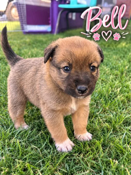 A baby medium-sized female Mixed Breed dog named Little Pepperlings for adoption in North Bend, WA