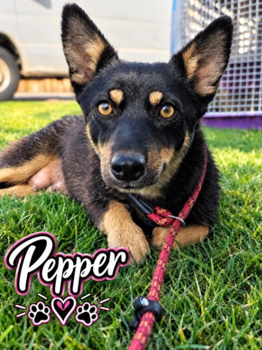 Little Pepperlings thumbnail 4