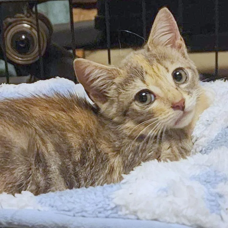 A baby small-sized female Domestic Short Hair cat named Horchata for adoption in Providence, RI