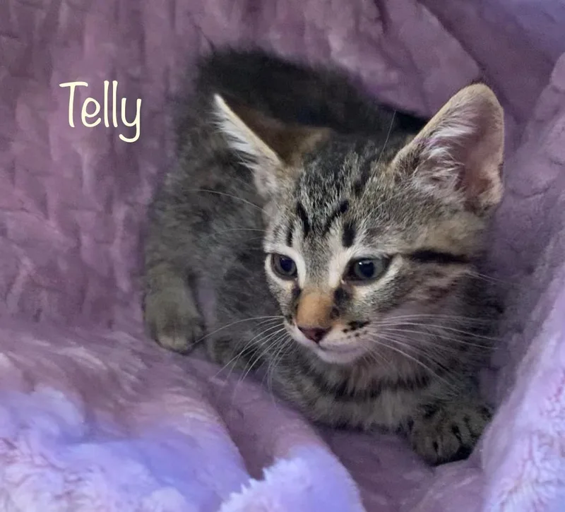Telly Monster