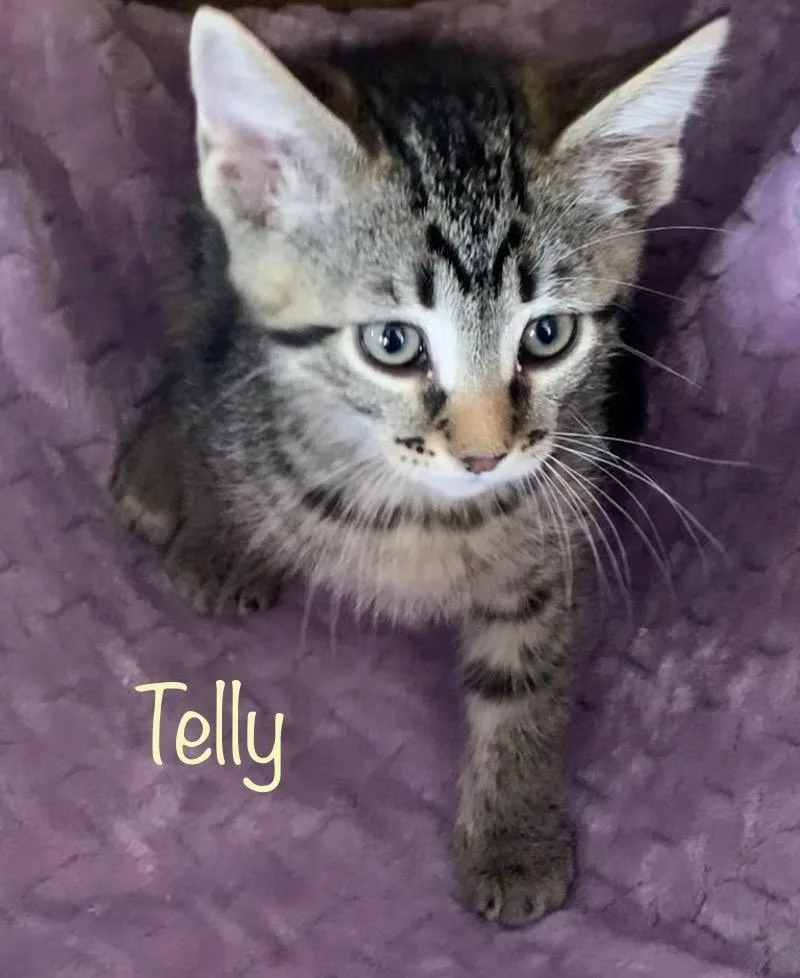 Telly Monster thumbnail 2