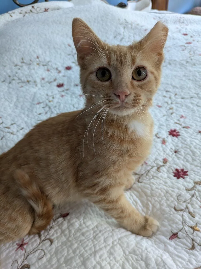 Chicken Noodle Soup thumbnail 2