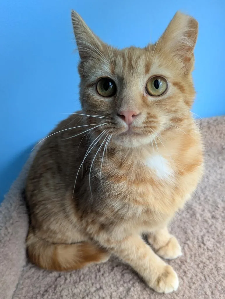 Chicken Noodle Soup thumbnail 3