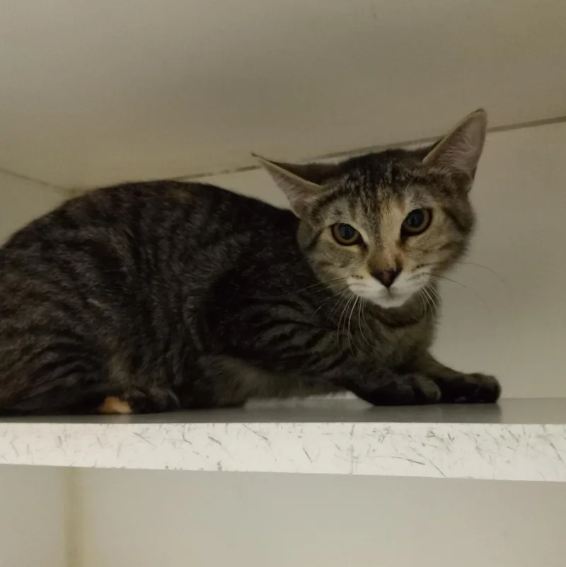 A young small-sized female Torbie Domestic Short Hair cat named Rose for adoption in Norwich, NY