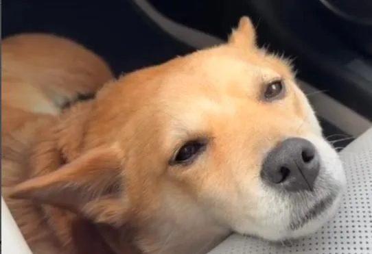 A young medium-sized female Golden Shiba Inu dog named Nina for adoption in Frazier Park, CA