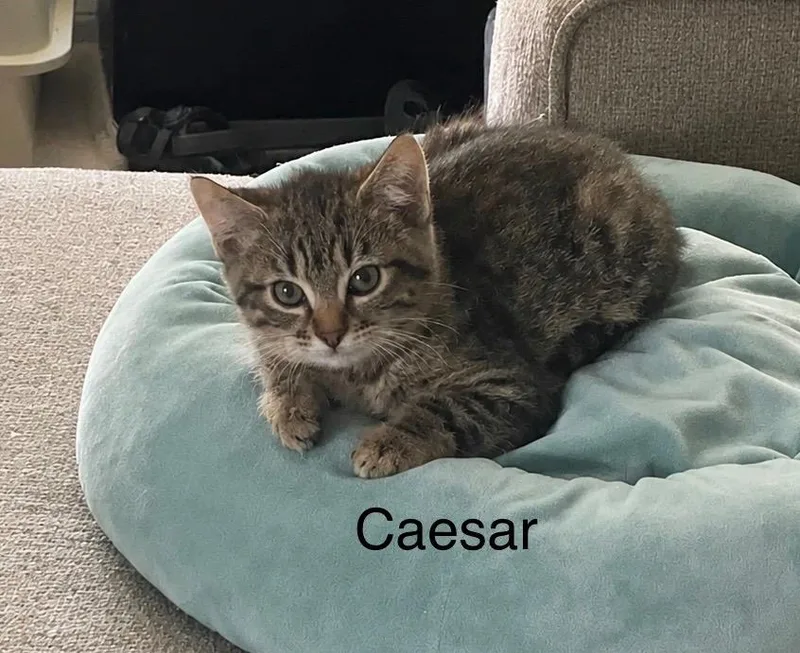 A baby medium-sized male Domestic Short Hair cat named Caesar for adoption in Spring, TX