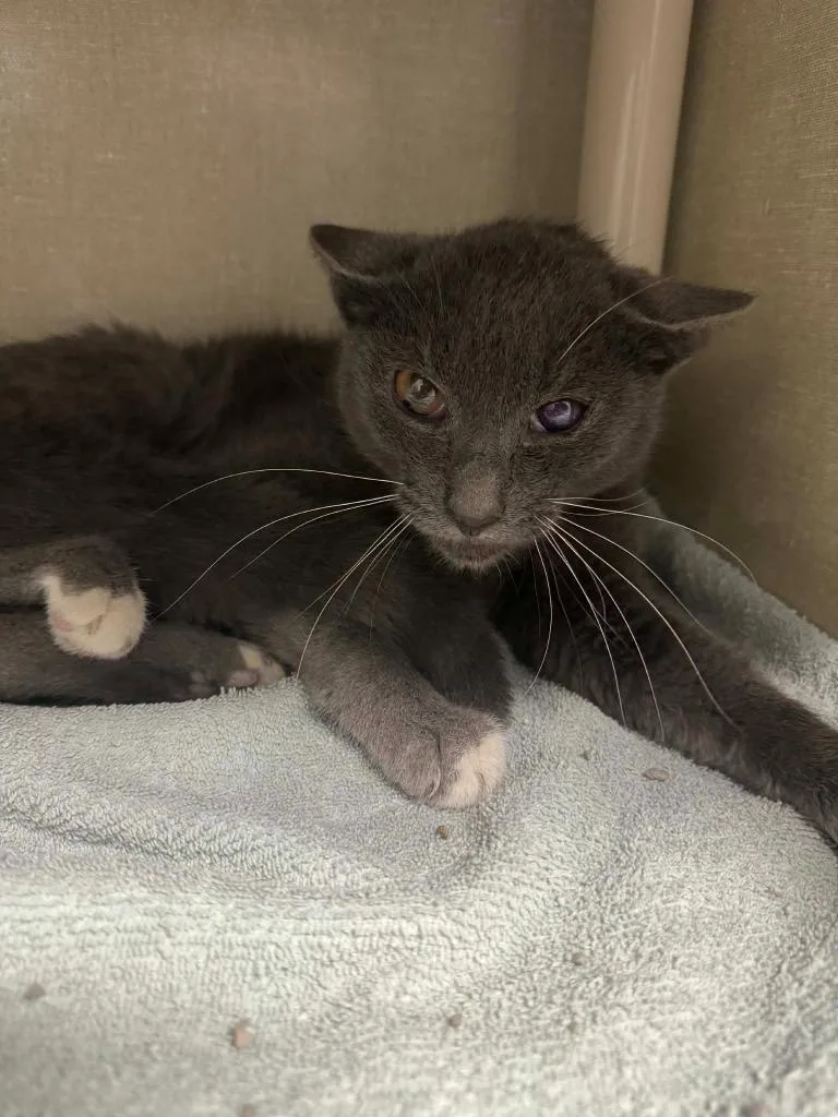 A young medium-sized male Domestic Short Hair cat named Mitty for adoption in Marion, OH