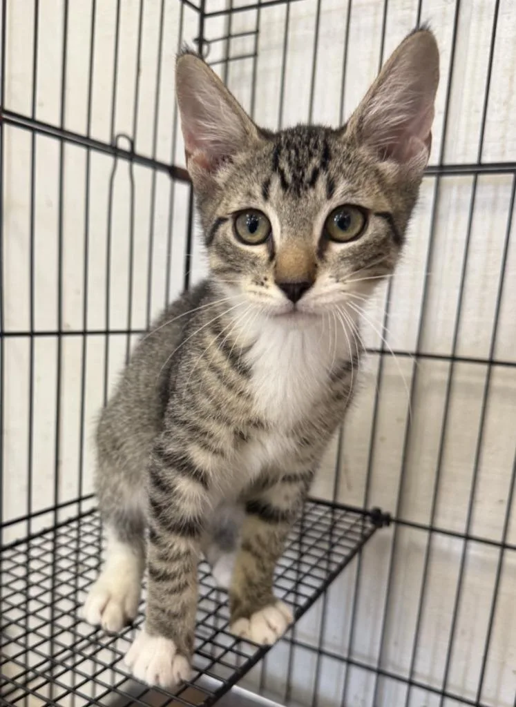 A baby small-sized male Domestic Short Hair cat named Bruno for adoption in Lemoore, CA