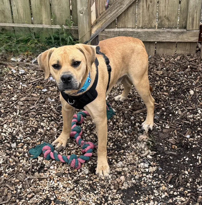 An adult medium-sized male Golden Hound dog named Blondie for adoption in Ellicott City, MD