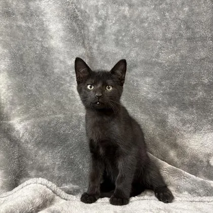 Mylo