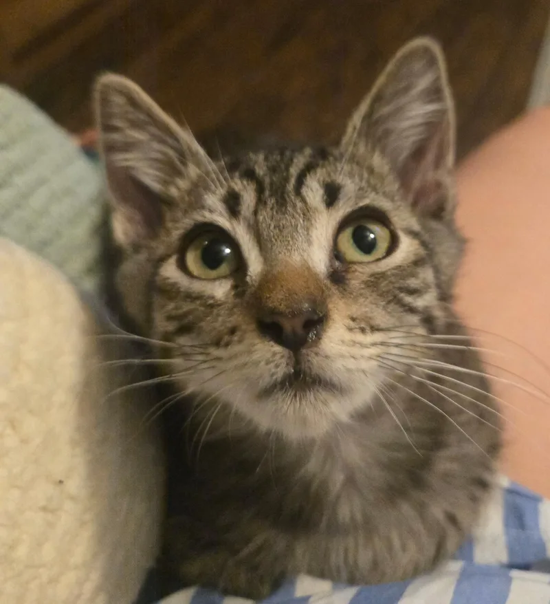 A baby medium-sized male Domestic Short Hair cat named August for adoption in Penryn, CA
