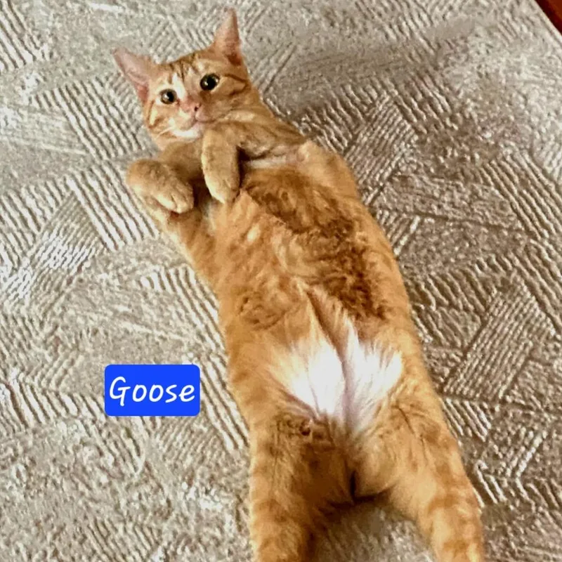 An adult small-sized male Orange / Red Domestic Short Hair cat named Goose for adoption in Jessup, MD
