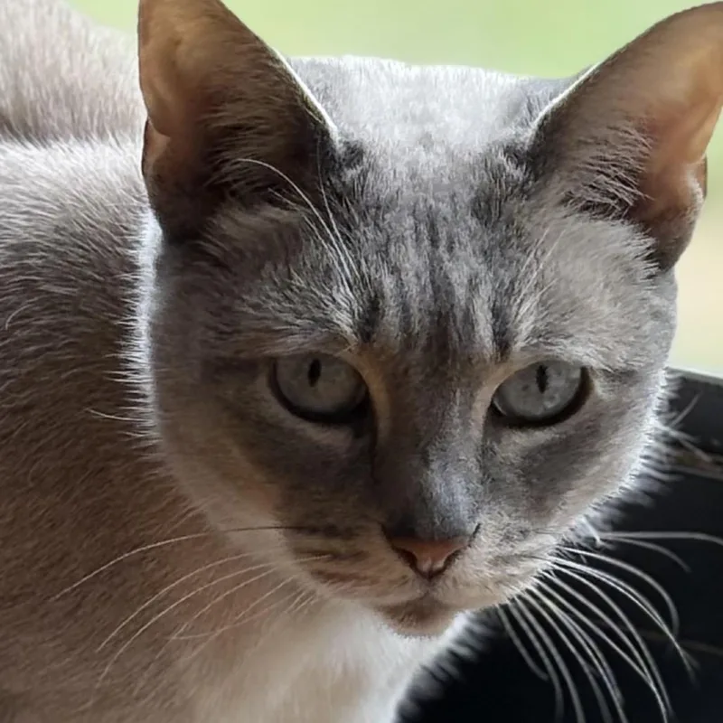 A senior small-sized female Lilac Point Burmese cat named Rosie for adoption in ATOKA, TN