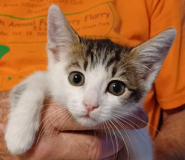 A baby small-sized female Tabby cat named Leah for adoption in San Jose, CA