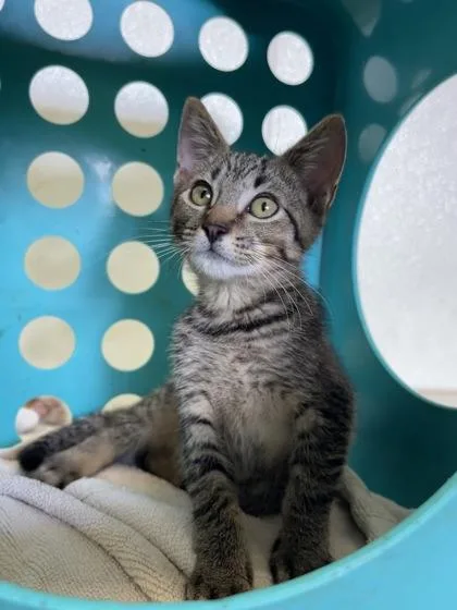 A baby small-sized male Domestic Short Hair cat named Wylie for adoption in Honolulu, HI