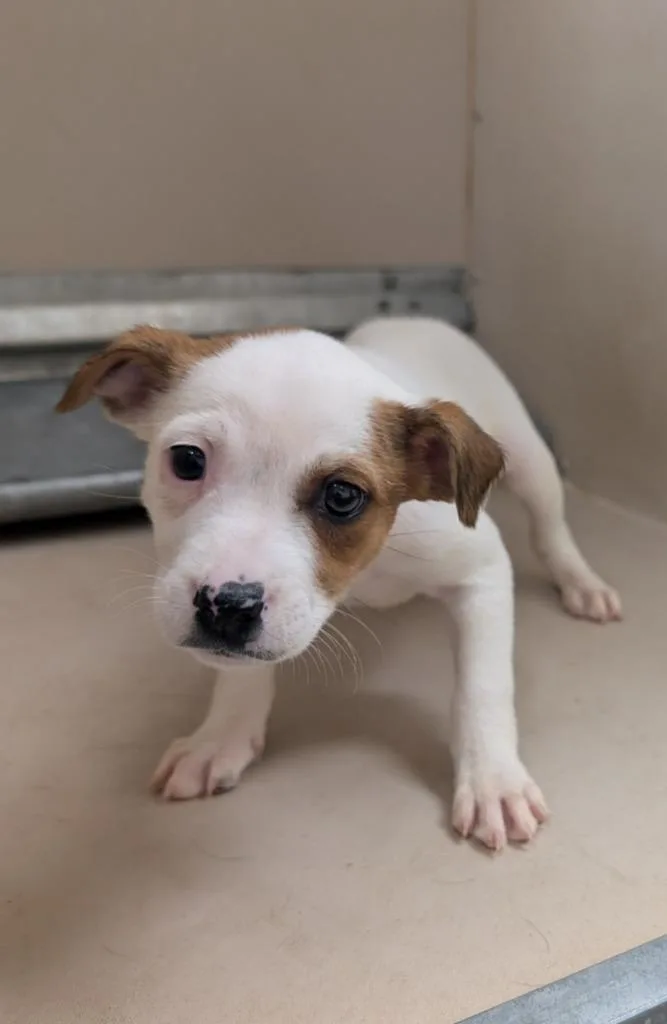 A baby medium-sized female Mixed Breed dog named Bashful for adoption in Havre, MT
