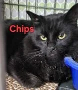 An adult medium-sized male Black Domestic Long Hair cat named Chips for adoption in Moline, IL