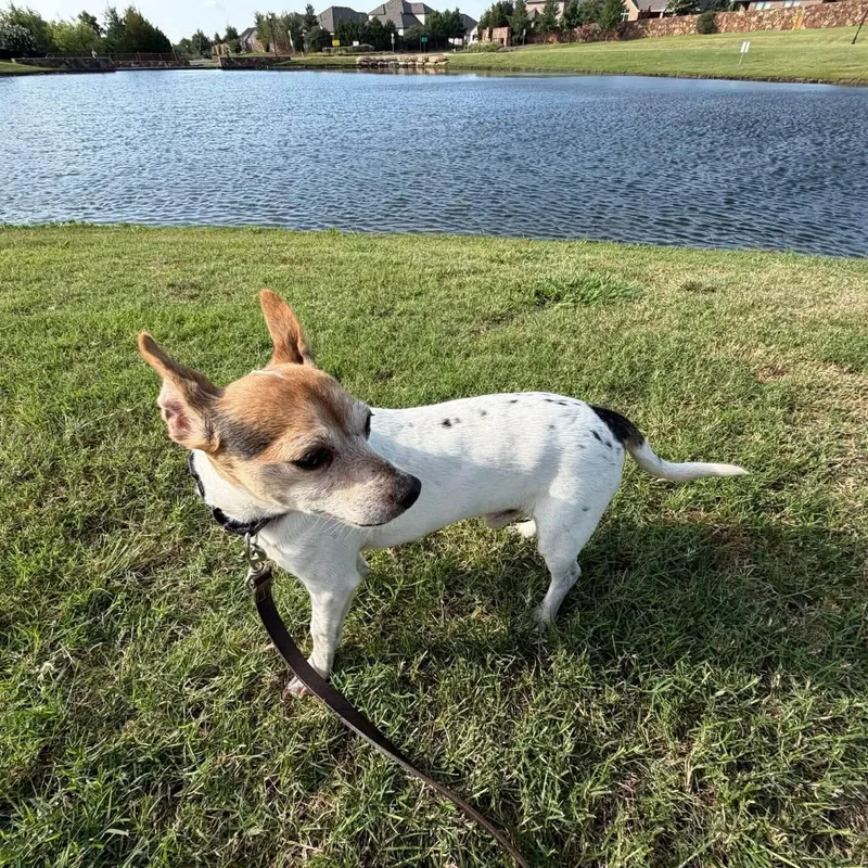 An adult small-sized male Chihuahua dog named Rory for adoption in Justin, TX