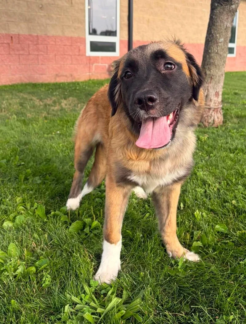 A young medium-sized female Bicolor German Shepherd Dog dog named Hazel for adoption in Maryville, MO