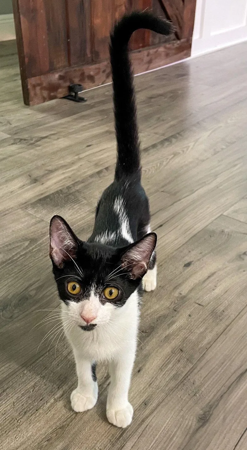 A baby medium-sized male Black & White / Tuxedo Domestic Short Hair cat named Ziti for adoption in Lighthouse Point, FL